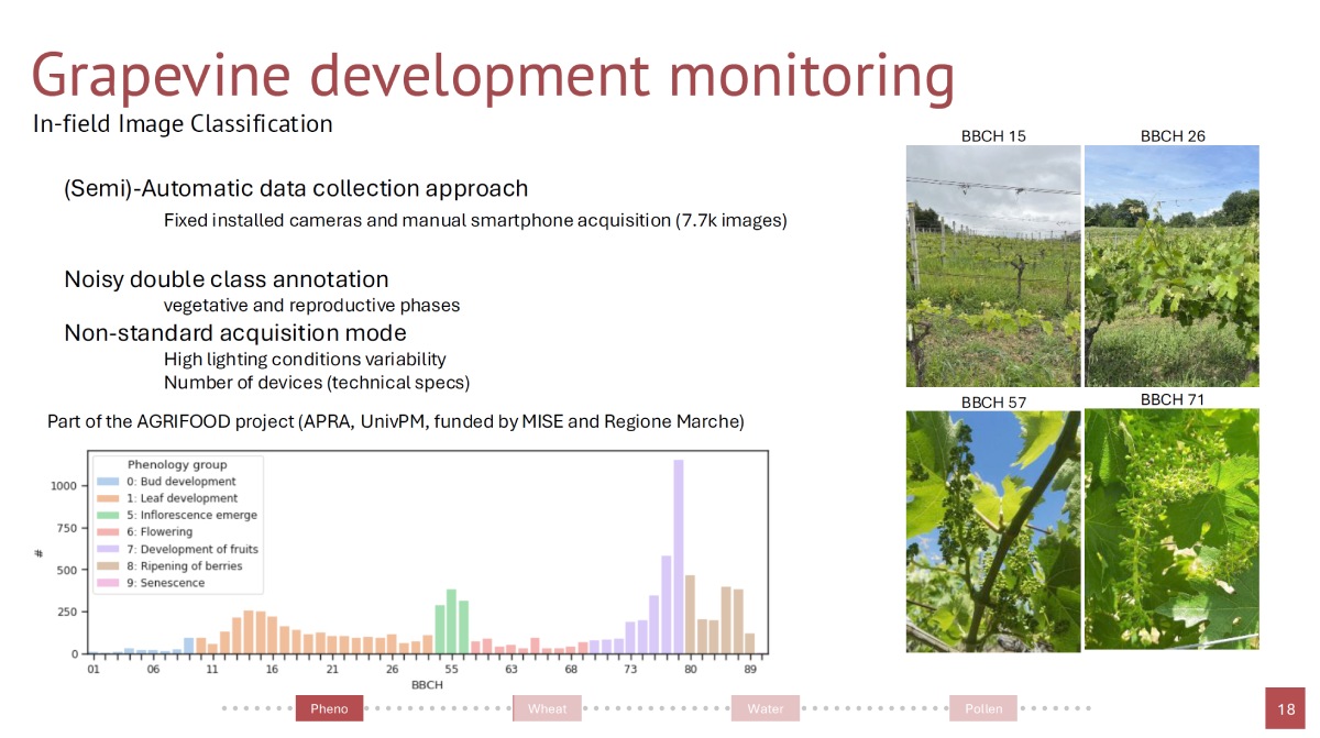 Dalle foto scattate in campo l'intelligenza artificiale è in grado di identificare il corretto stadio fenologico BBCH